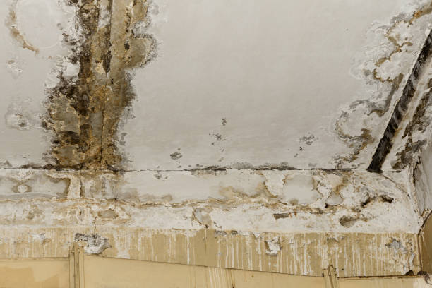 Best Environmental Consulting for Mold Prevention  in Baltimore, OH