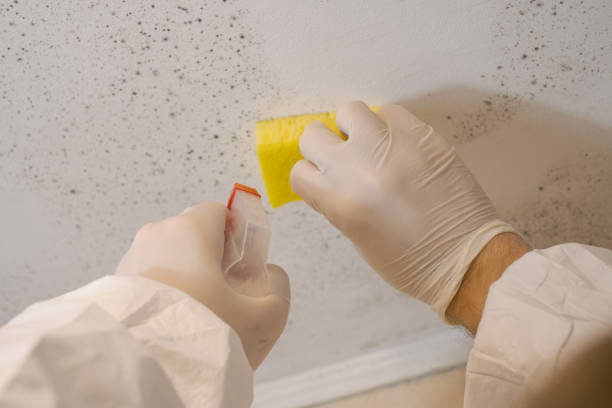 Best Commercial Mold Inspection  in Baltimore, OH