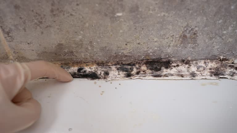  Baltimore, OH Mold Removal Pros